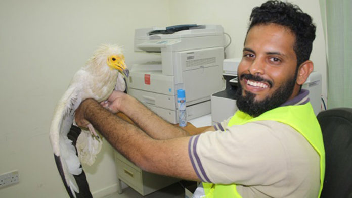 Endangered Egyptian Vultures