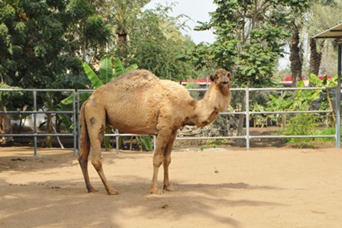 Lilianne Donders - The Camel Whisperer of Oman