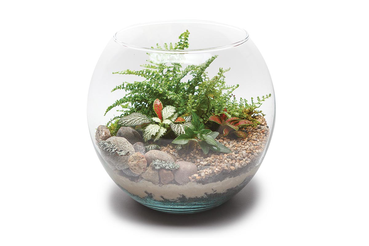 Build Your Own Terrarium