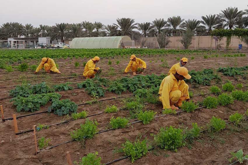 Pairidaeza: A Paradise In Oman