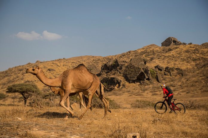 Footsteps of Camels