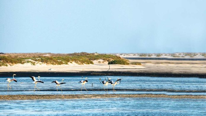 The Wetlands of Al Wusta