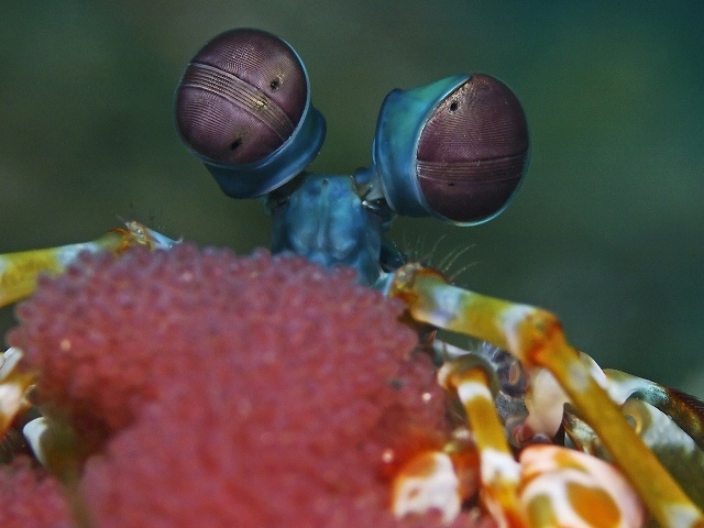 Camera with Shrimp Eyes