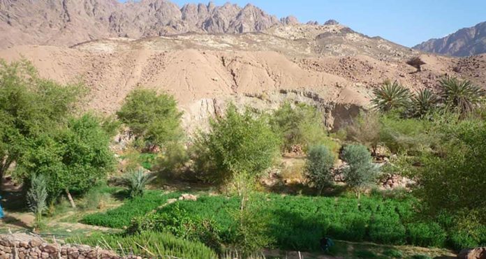 Greening Oman Wadis