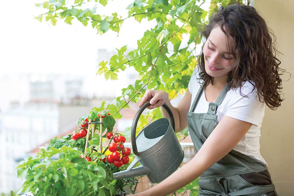 young-woman-watering-tomatoes-on-her-city-balcony-garden