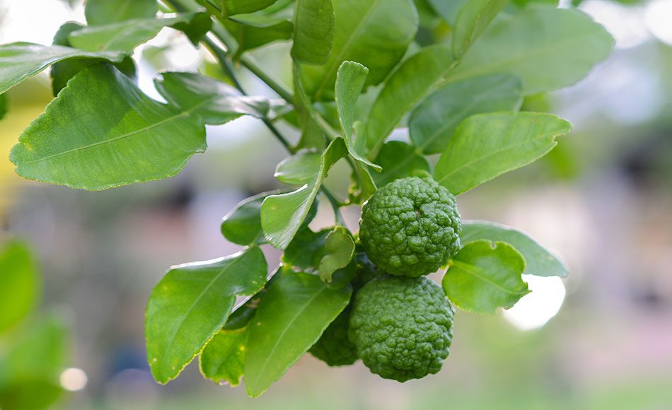 Kaffir Lime Leaves