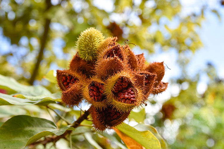 Annatto seeds plant