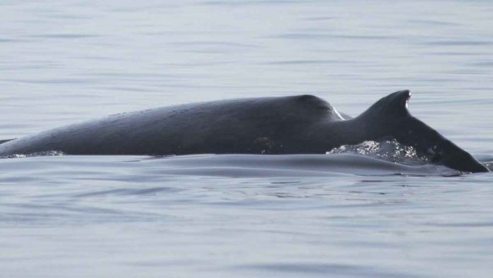 Arabian Sea Humpback Whales