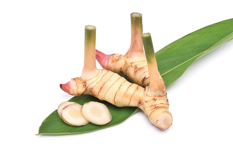 Galangal