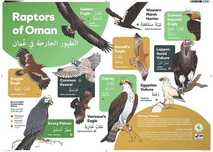 Raptors of Oman