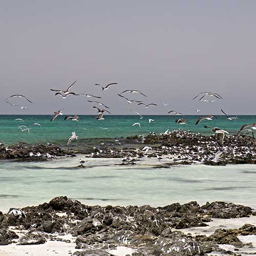 Masirah – The Desert Island Paradise