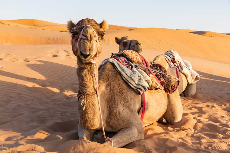 Sharqiya Sands - An Arabian Desert Experience