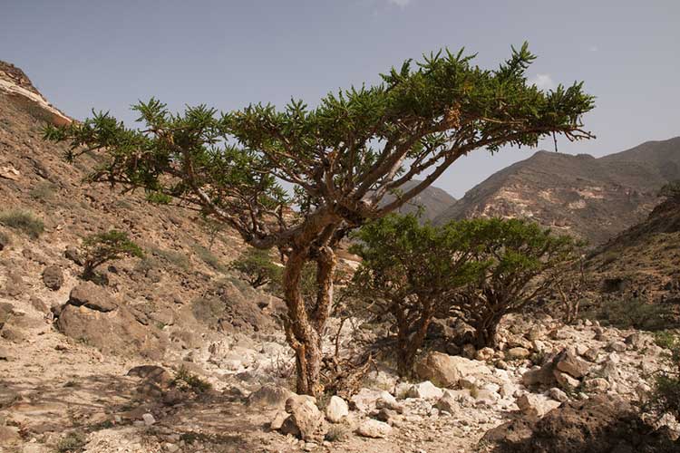 Salalah Tourism Festival