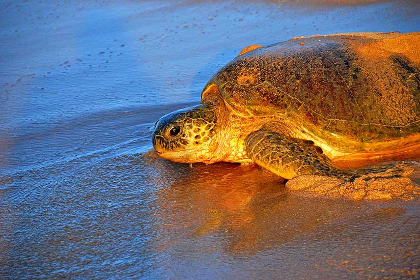 Oman’s Popular Beaches