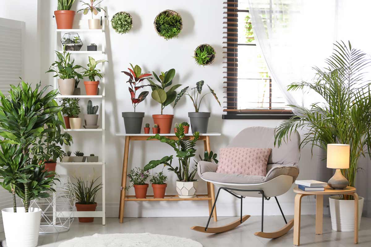 Indoor Garden