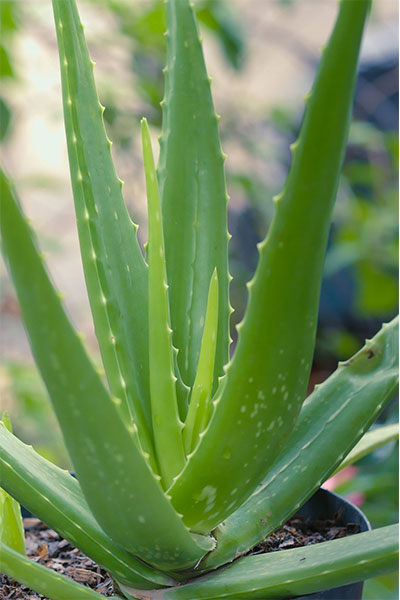 Aloe Vera loves humdity