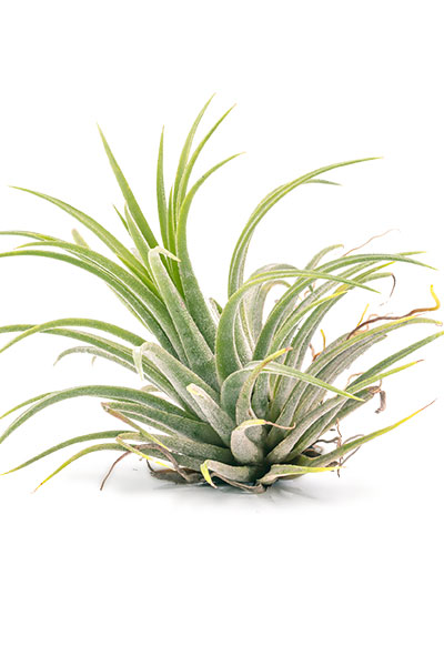 Bathroom-plant-abosrb-humidity---Air-Plant