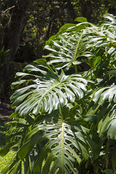 Heartleaf Philodendron humidity loving plant