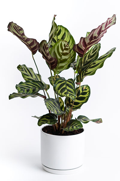 Humidity loving bathroom plant - Calathea