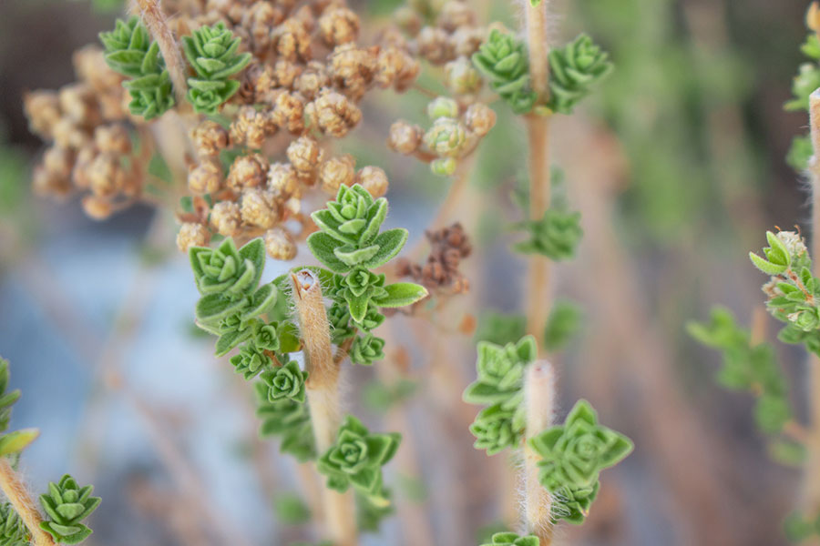 Anti-oxidant-rich-Oregano-grows-mountains-raw-field 