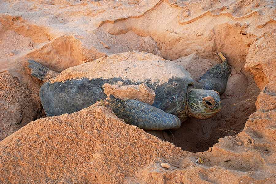 Ras Al Jinz Turtle Reserve